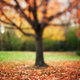 Image for article titled Shooting Challenge: Fall Leaves Part II